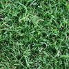 GREENLEES PARK COUCH-TURF SUPPLIER