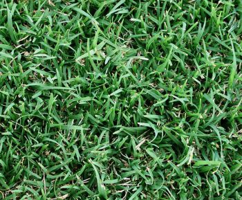 GREENLEES PARK COUCH-TURF SUPPLIER