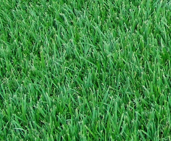 Empire Zoysia Grass - Hi Quality Turf