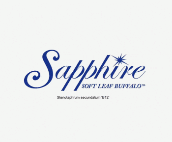 Sapphire Buffalo Logo