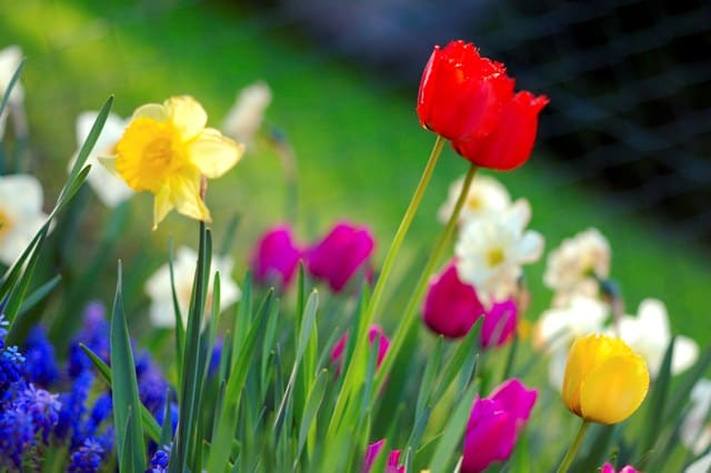 Colorful_spring_garden_lo