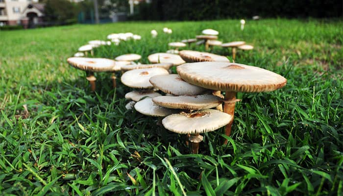 A close up of a mushroom on diseased turf