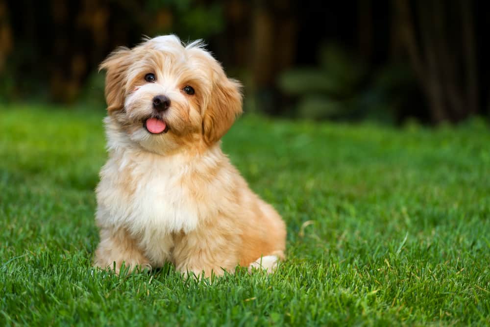 Happy little orange havanaise puppy dog sitting in the grass