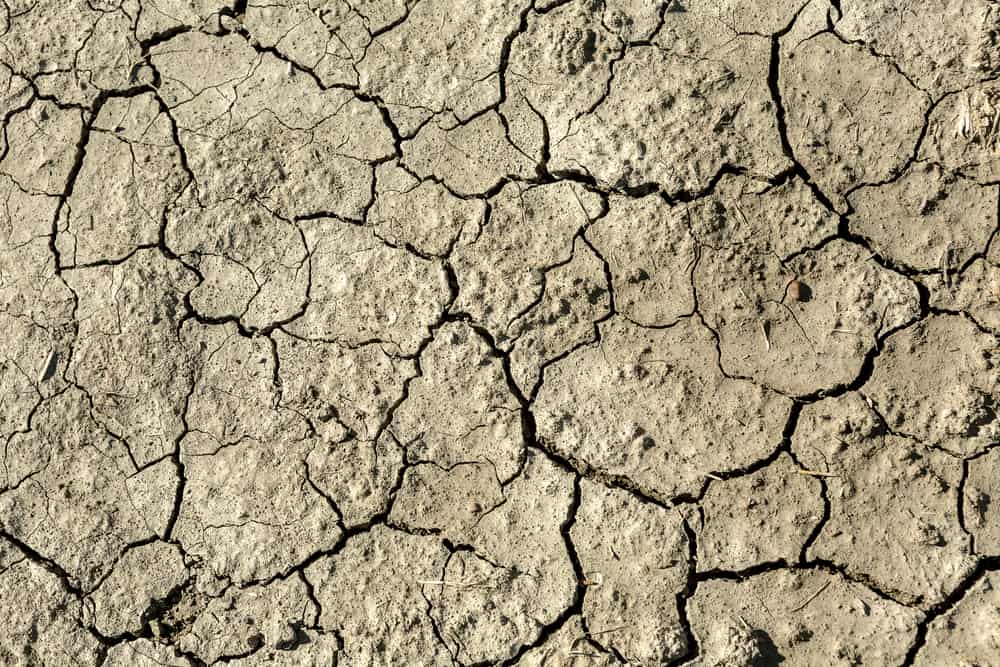Cracked and very dry clay soil in closeup
