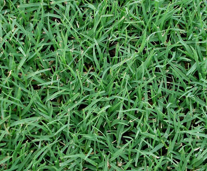 Kikuyu Lawn Grass Logo